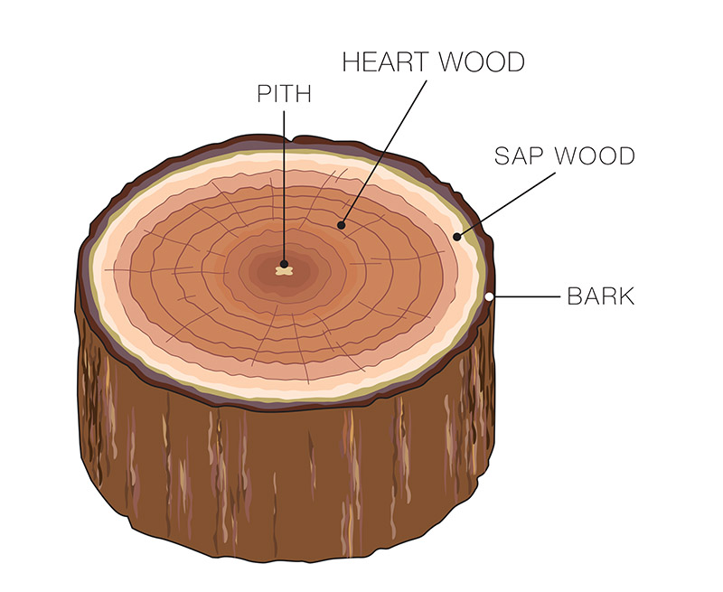 genuine teak wood